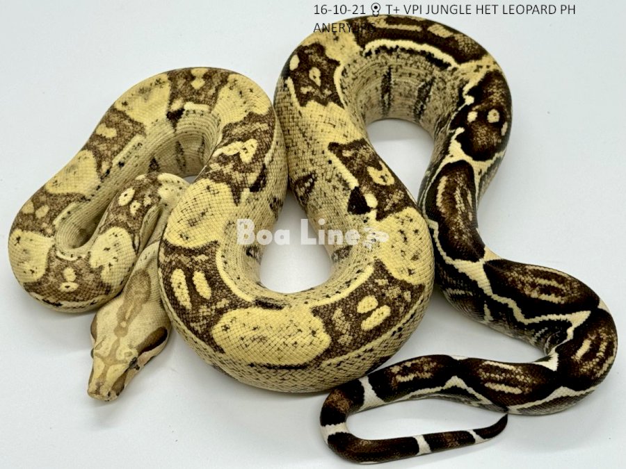 T+ VPI JUNGLE HET LEOPARD PH ANERY